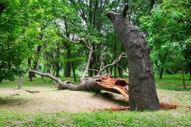 Best Stump Grinding and Removal  in Woodsville, NH