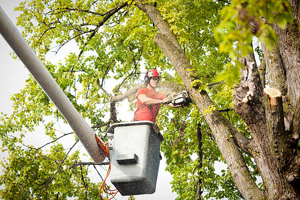 How Our Tree Care Process Works  in  Woodsville, NH
